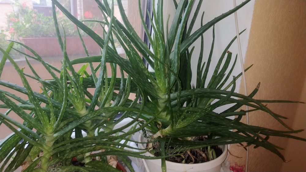 Вазон алоє Вера 5 років ліки від багатьох хвороб