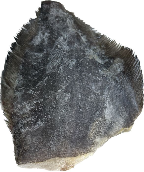 Палтус тушка без голови 3-5 кг (Норвегия)