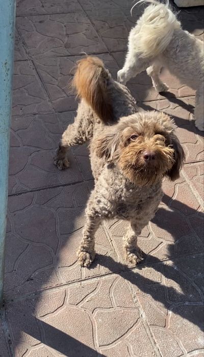 Шоколадная девочка Чанга