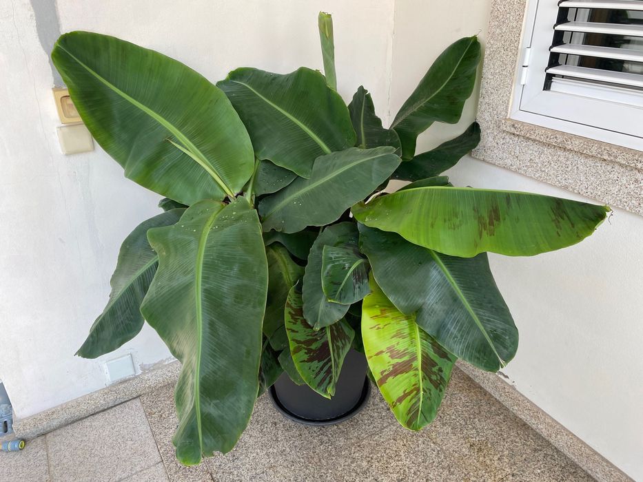 Bananeiras „Musa Dwarf Cavendish“