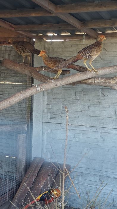 Sprzedam Bazanty zlote