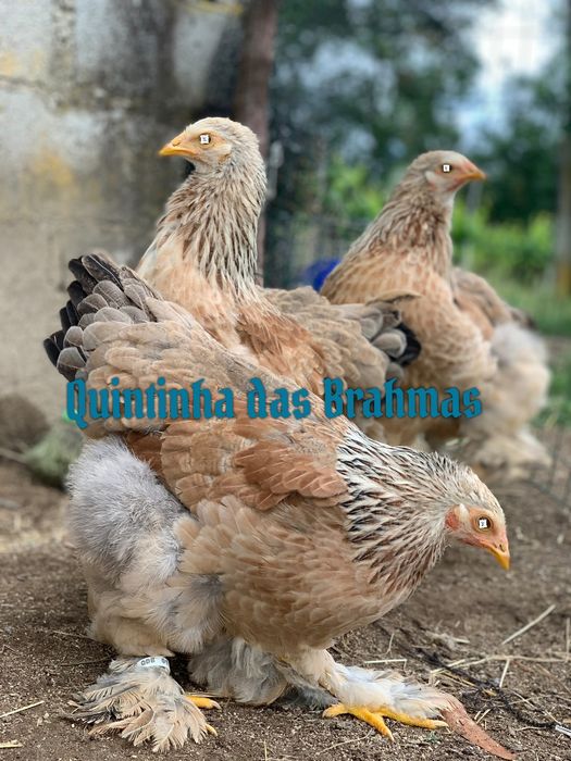 Brahma Salmão (ovos)