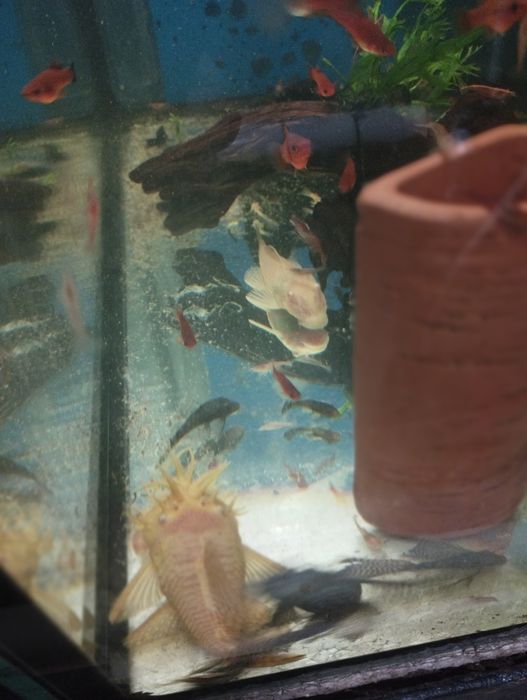 Glonojady tarlaki jasne i ciemne