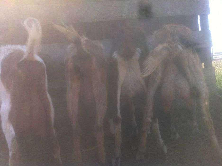 козочки 1.5 года. 2. литра в сутки. Козлята 6. месяцев на молоке.