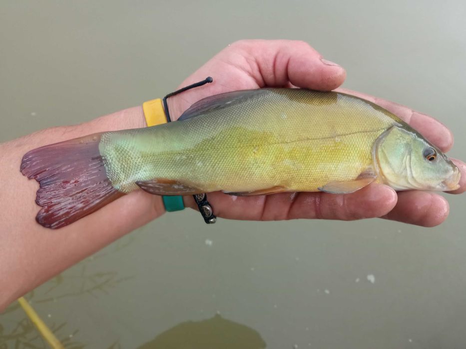 ЛИН малі та великі особини...