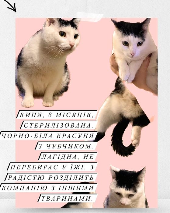 Гарненькі котики в добрі руки