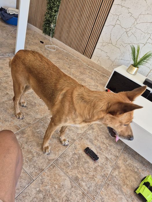 Luna procura uma nova familia