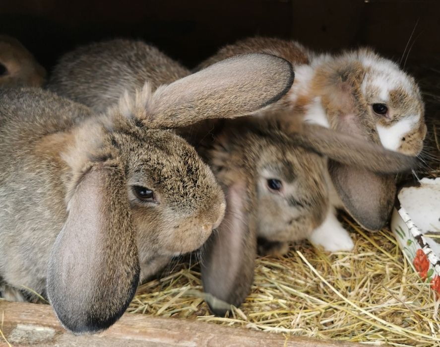 Młode króliki na sprzedaż