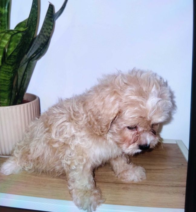 caniche bebe macho beje