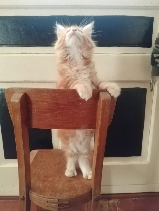 Руді кошенята мейн-кун (Red Tabby) — 3 міс., готові до переїзду