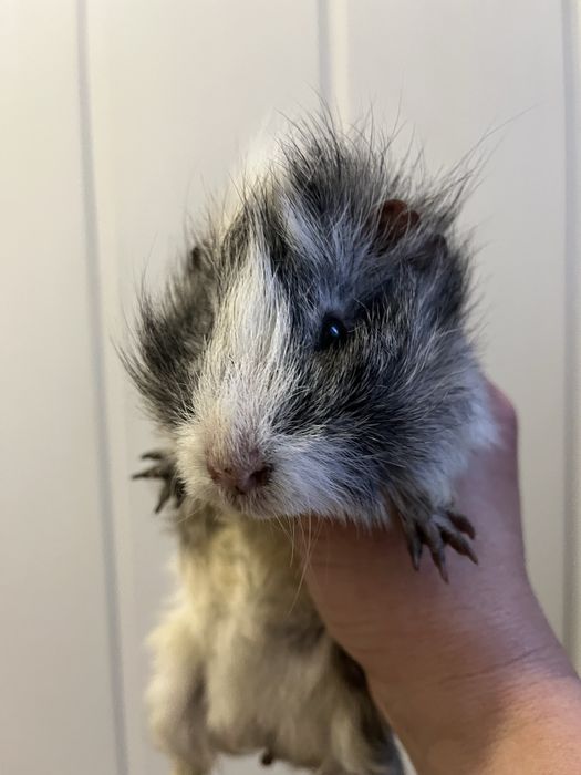 Морські свинкі розеткі