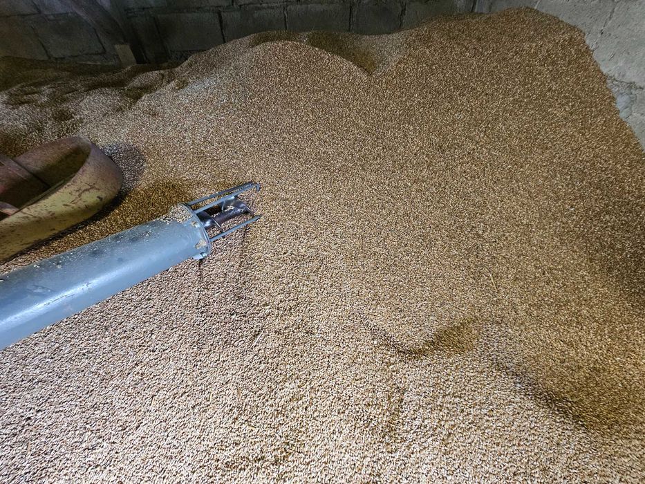 Pszenżyto ozime z tego roku