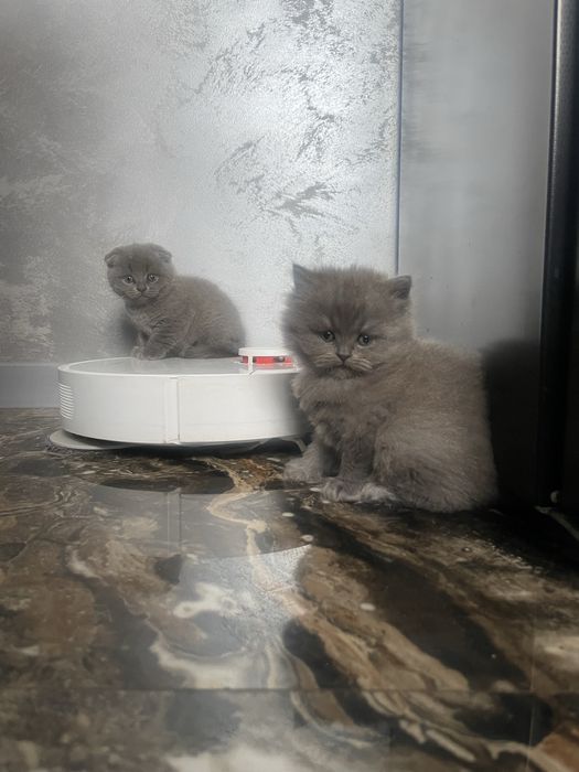 Кошенята британці