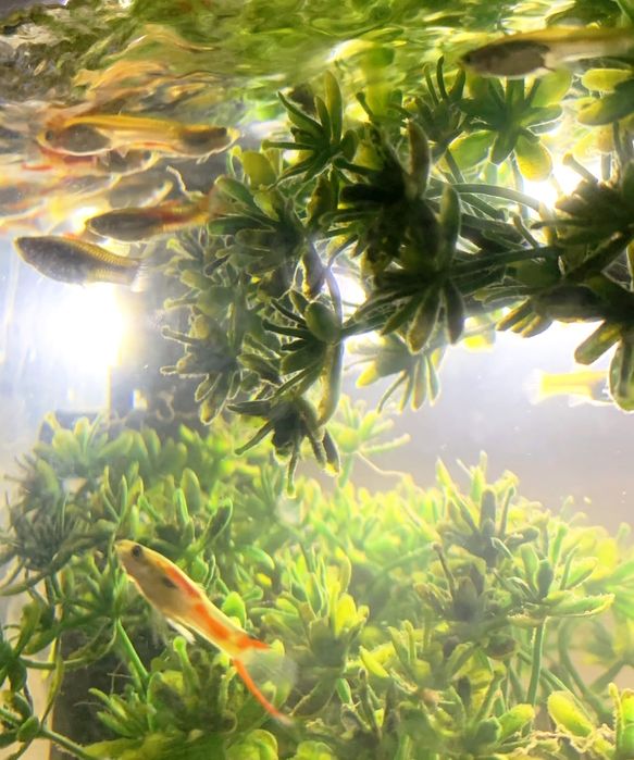 Guppys Guppies Endler