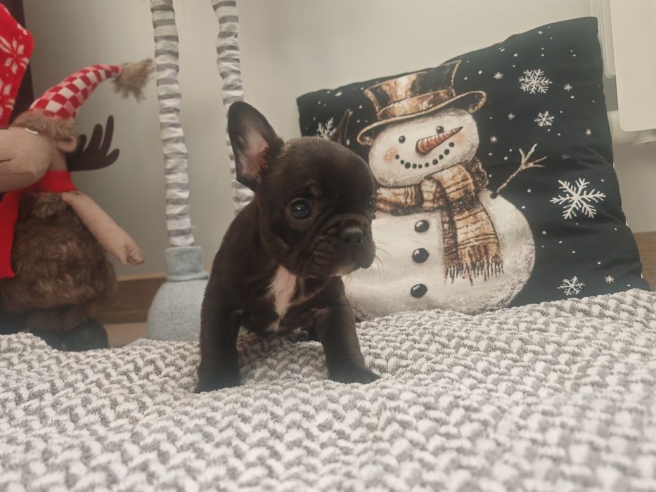 Buldog Francuski czarny