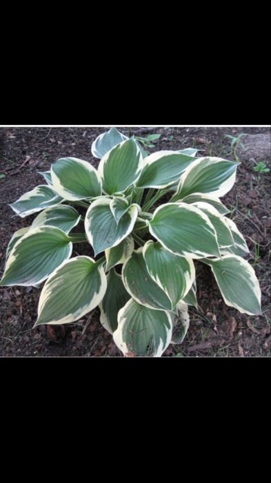 Хоста садова сортова