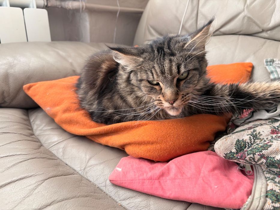 Oddam kotkę Maine Coon