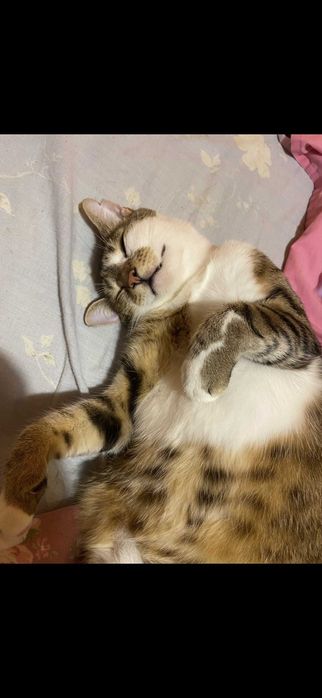 Rumcajs szuka stałego kochanego domku