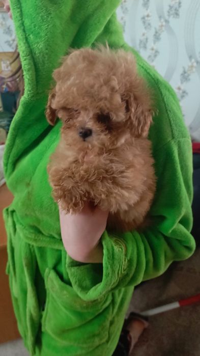 Шикарний тікап хлопчик той пуділя