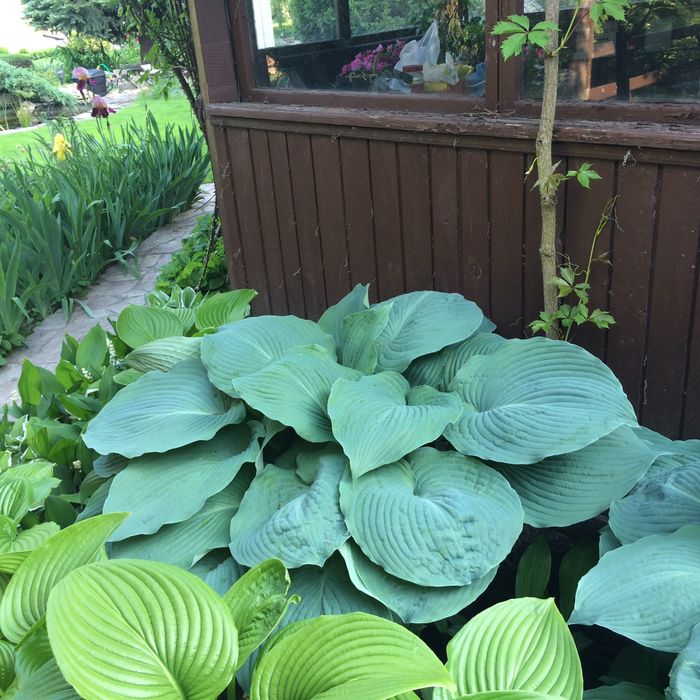 Хоста гигант