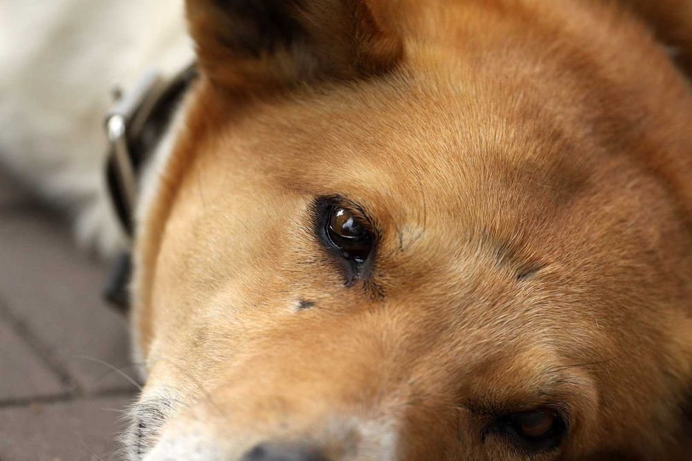 Canon/ Sigma 180mm f/3.5 EX APO Macro HSM IF – якісний макрооб’єктив