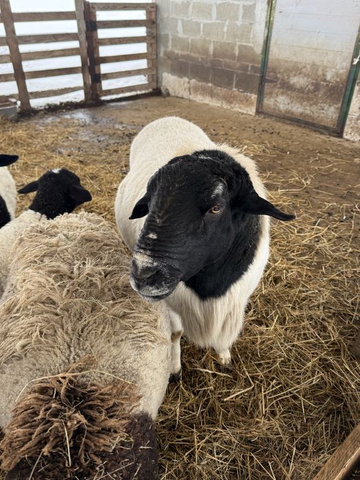 Мясо молодого ягня порода  Дорпер