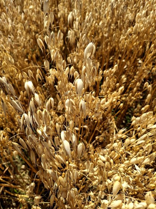 Owies sprzedam ładny