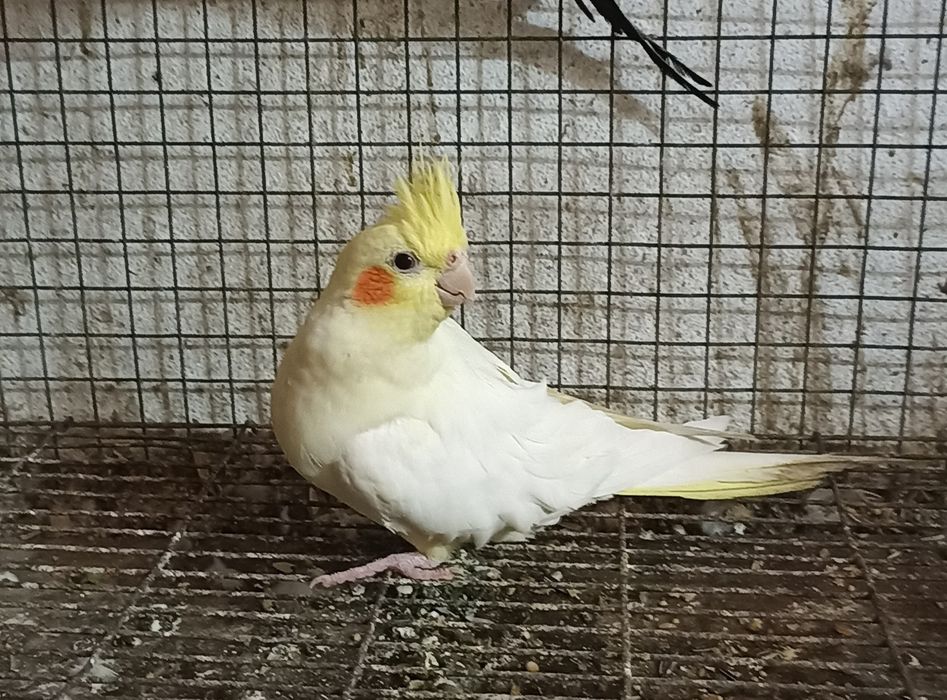 Caturras casal a criar