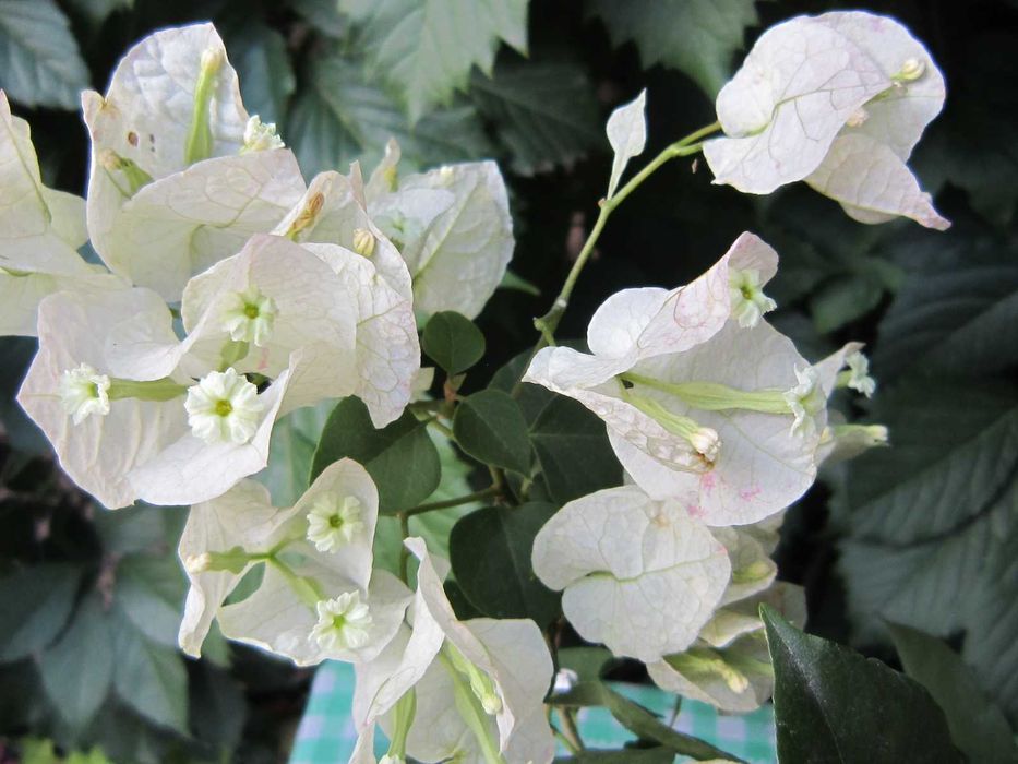 Бугенвілії підрощені