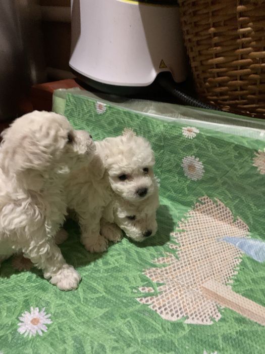 Цуценята Бішон-фрізе