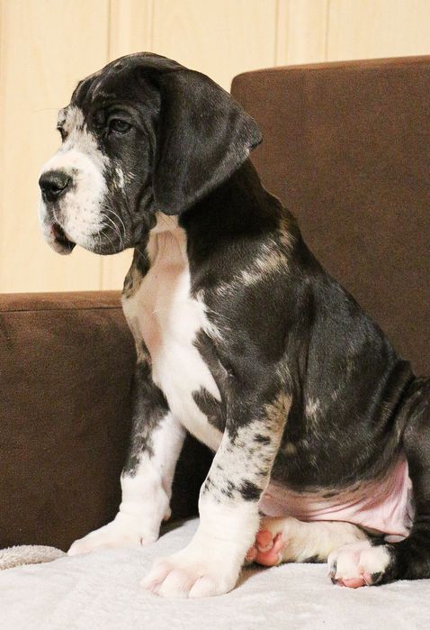 Dog niemiecki suczka merle