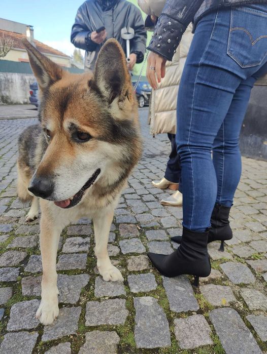Cão Para Adoção Responsável