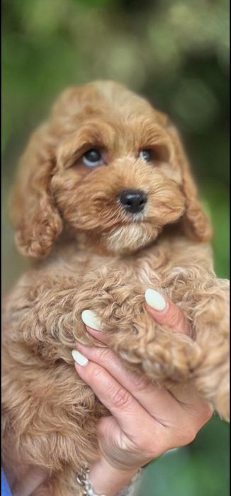 Cocapoo - cocker spaniel amerykański  I  czerwony pudelek