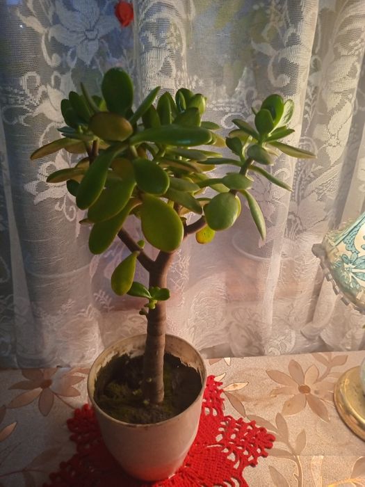 Продам комнатные цветы