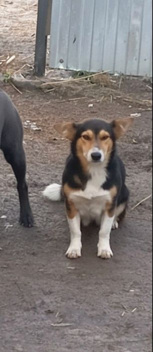 Собака стерелізована