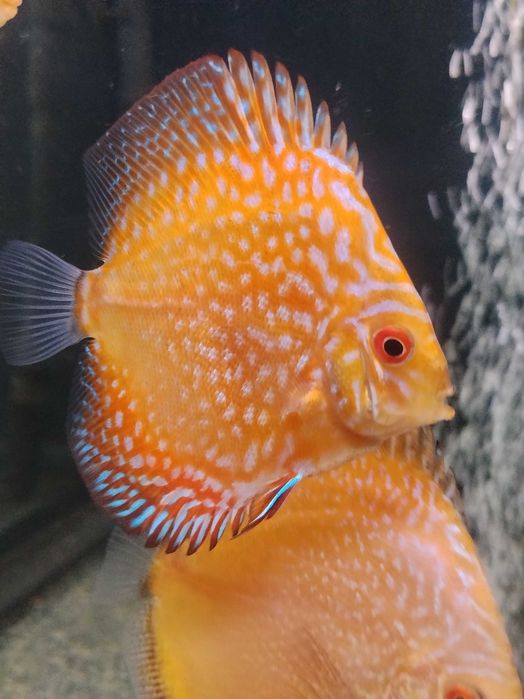 Discus nacionais