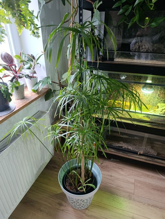 Papirus duży kwiat doniczkowy