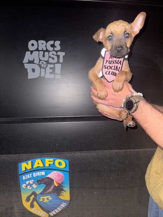 Цуценята цуцики щеночки