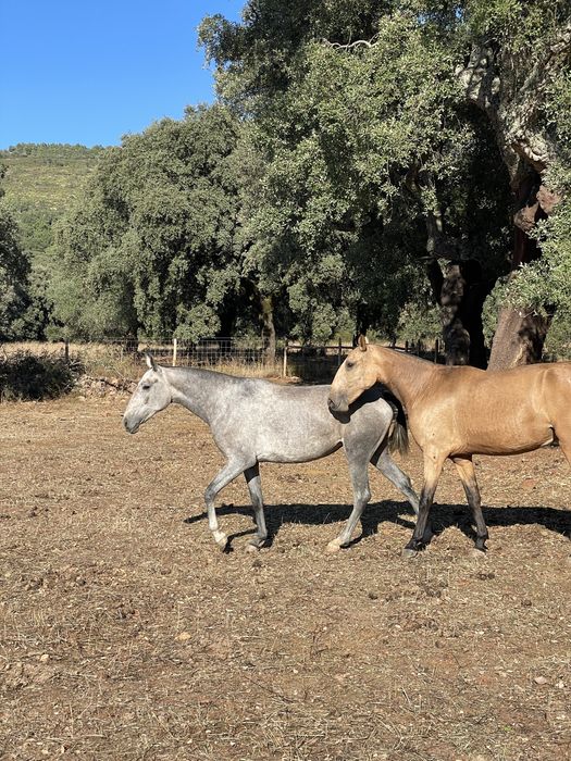 Poldra Lusitana Excelentes linhas para venda
