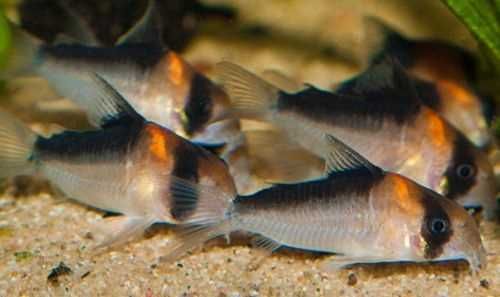 Kirysek Adolfa - Corydoras adolfoi