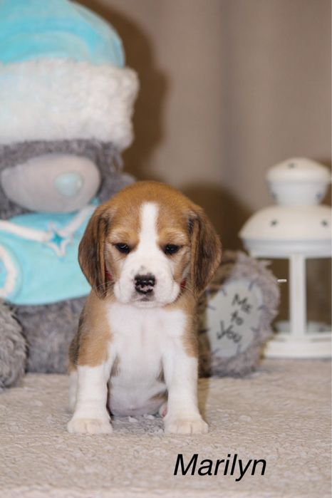 Бигль щенки КСУ