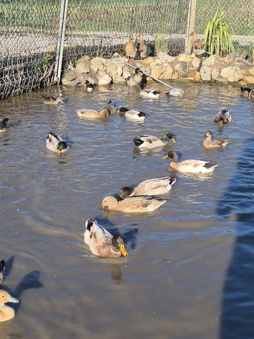 Patos Reais (com 2 anos)