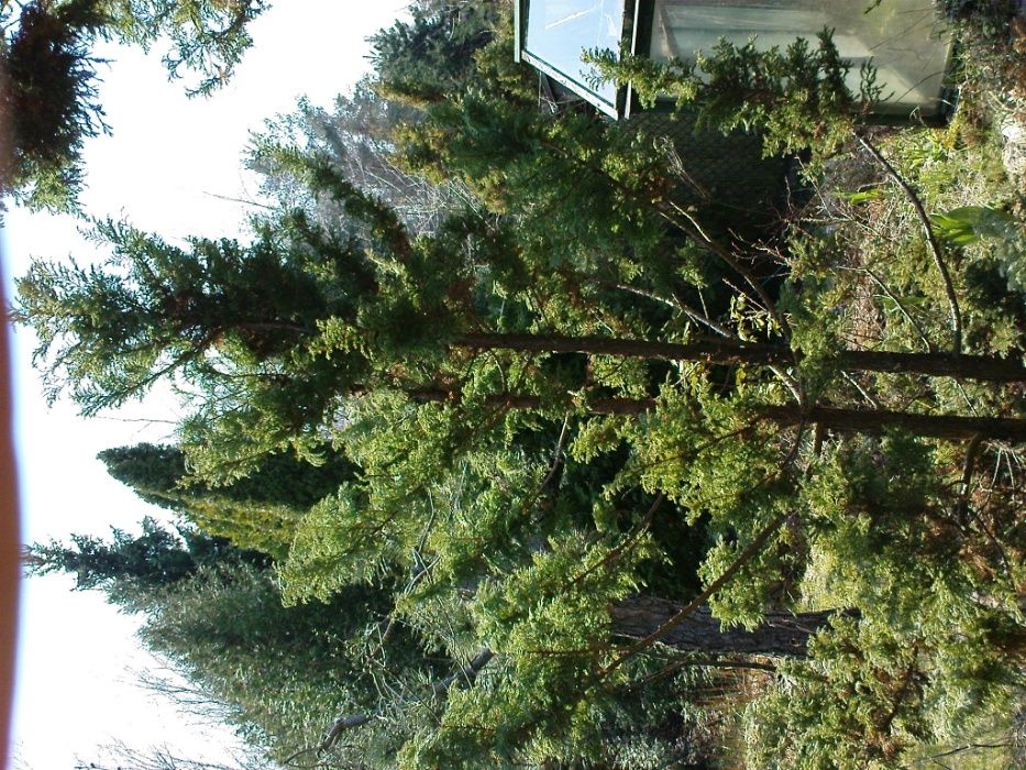 Cyprysik groszkowy Boulevard 2,5 m + jałowiec płożący sabiński fi:1,5m