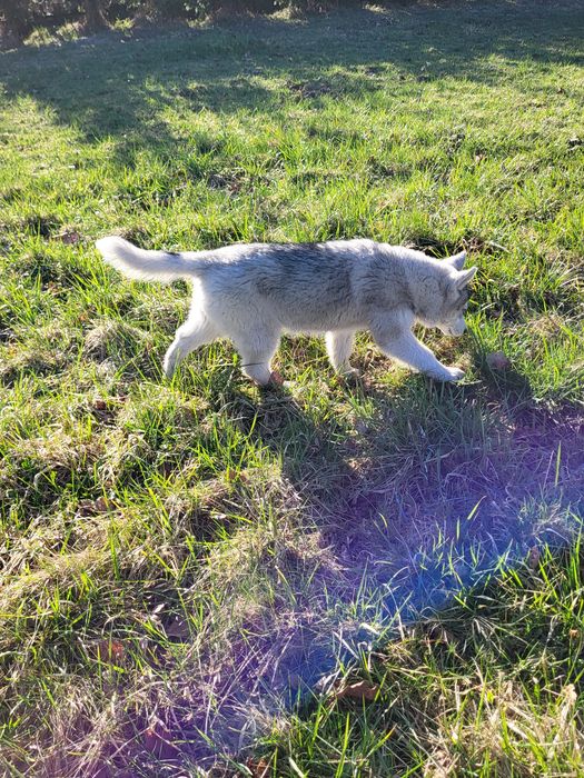 Szczeniak  suczka siberian husky zkwp