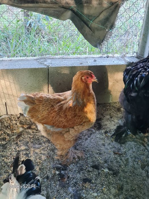 Galos e galinhas  brahma