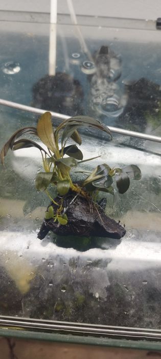 Bucephalandry dużo gatunkow