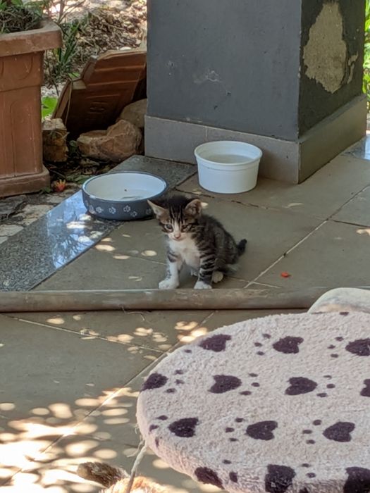 Gatinhos bebés para adoptar