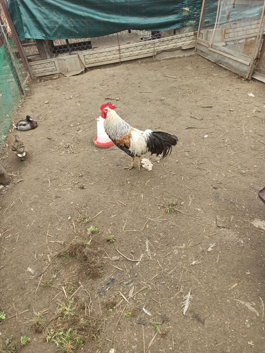 Piękny kogut rady Włoch