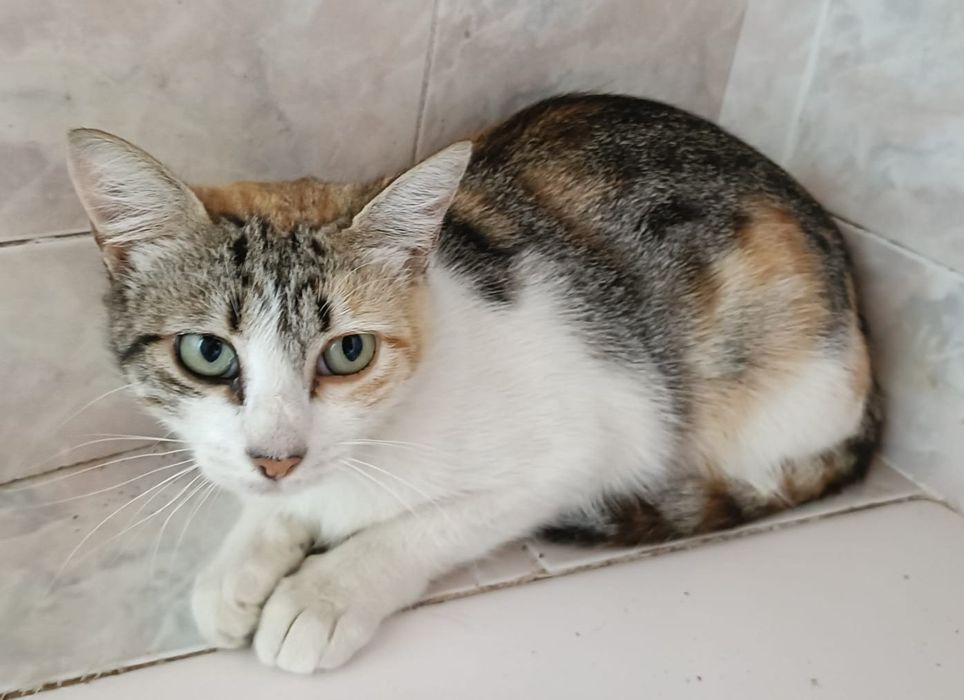 Gata tricolor para adoção responsável
