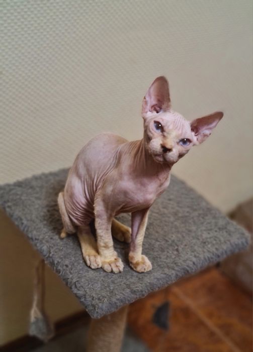 Кошенята девон-рекс